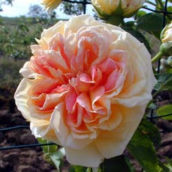 Rose 'Alchymist'